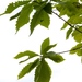 Quercus griffithii - Photo (c) boneu, todos los derechos reservados, subido por boneu