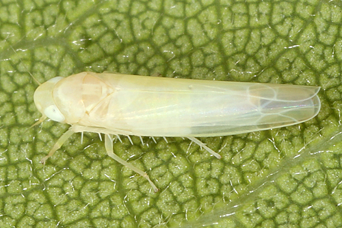 Rose Leafhopper