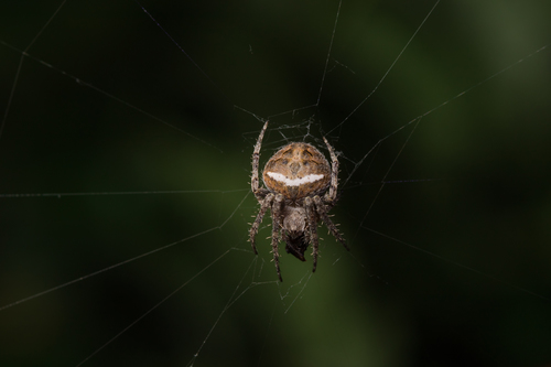 Common Hairy Field Spider