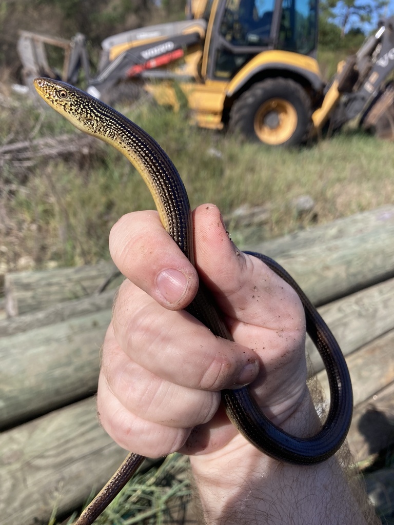Eastern Glass Lizard from Gulf State Park Headquarters, Orange Beach