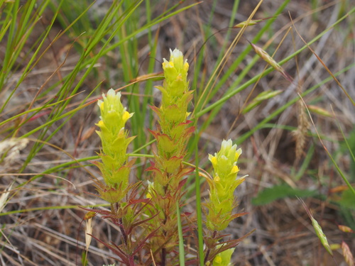 Grand Coulee owl's-clover (Orthocarpus barbatus)