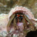 Saint Piran's Hermit Crab - Photo (c) Jaro Schacht, all rights reserved, uploaded by Jaro Schacht