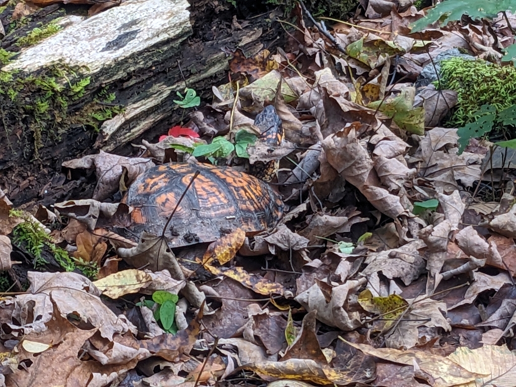 Eastern Box Turtle in October 2023 by Amanda F · iNaturalist