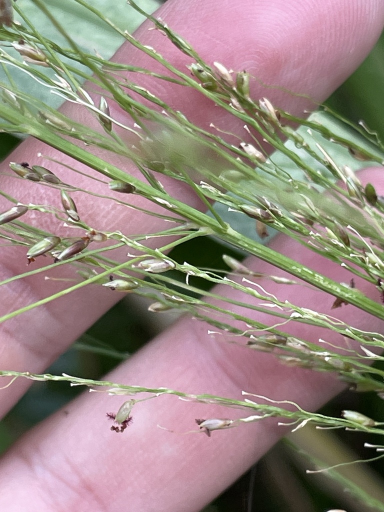 guinea grass from Oʻahu, Honolulu, HI, US on October 8, 2023 at 1012