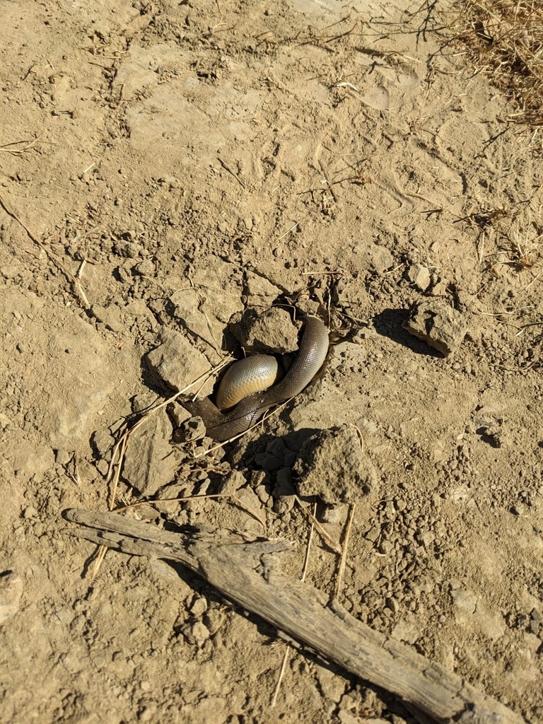Northern rubber boa from tilden nature area el sobrante ca us on