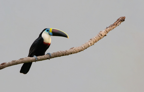 White-throated Toucan