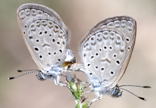 African Grass Blue