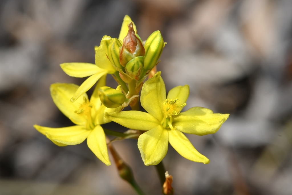 Bulbine Lily from Stawell VIC 3380, Australia on September 29, 2023 at ...