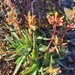 Dudleya saxosa collomiae - Photo (c) Andrea Darby-Stewart, todos os direitos reservados, uploaded by Andrea Darby-Stewart