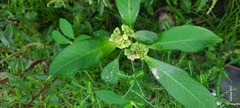 Euphorbia heterophylla image