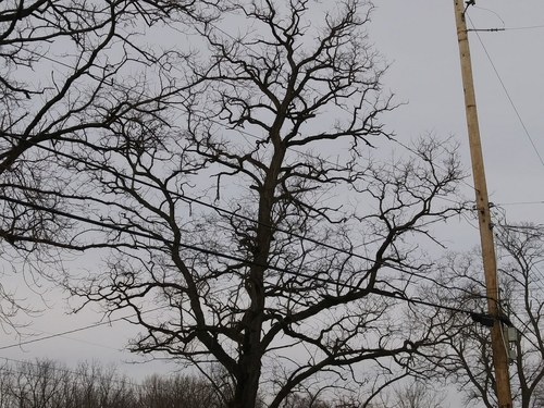 Baltažiedė robinija nuotrauka