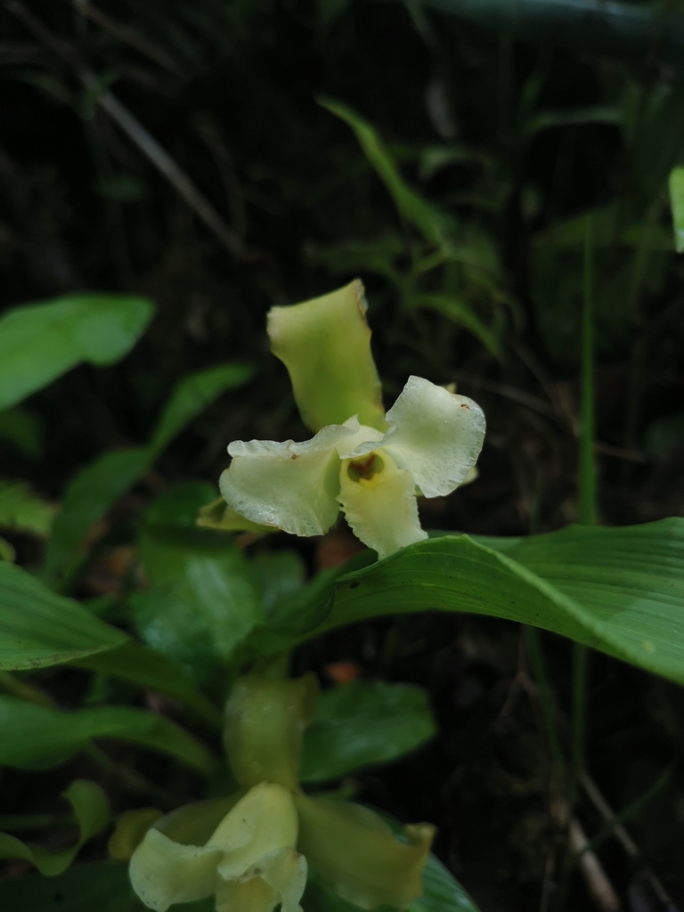 Lycaste leucantha