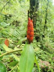 Costus pulverulentus image