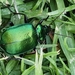 Green Carab Beetle - Photo (c) Sally Dobbie, all rights reserved, uploaded by Sally Dobbie