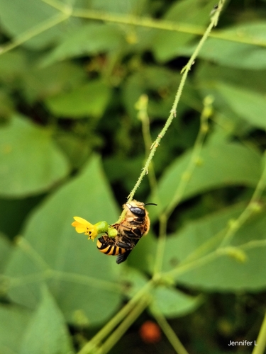 Trachusa pectinata