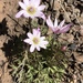 Anemone tuberosa - Photo (c) tscaroth, todos los derechos reservados