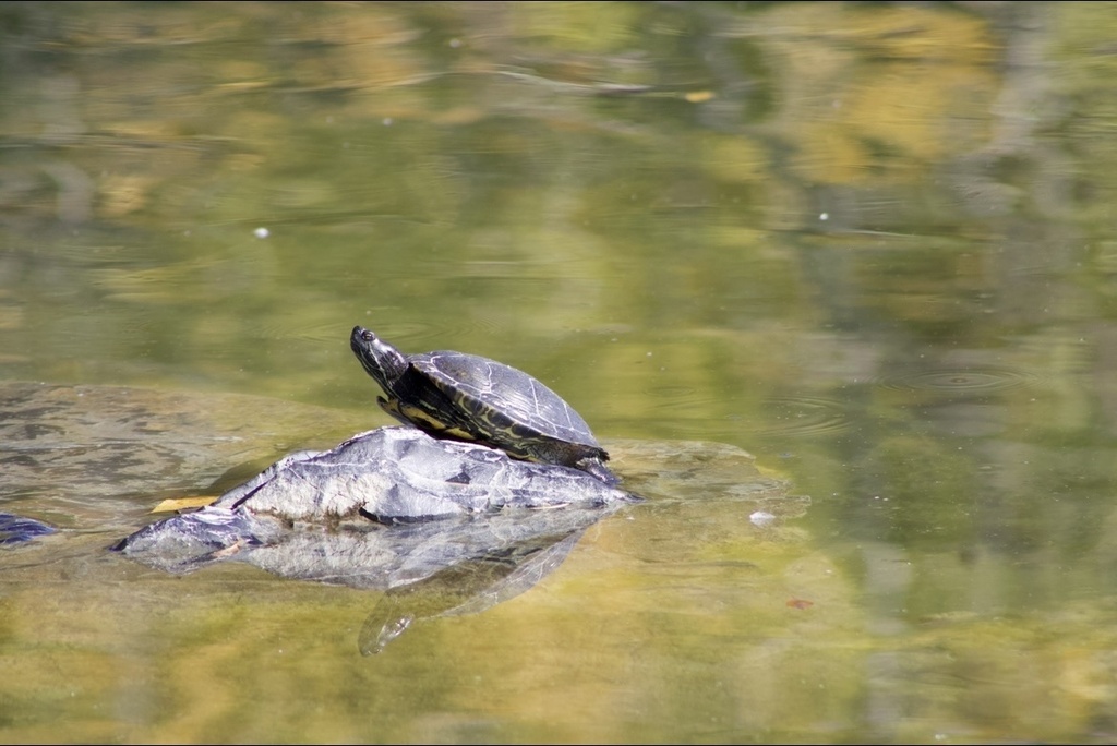 Pond Slider from Highland Glen Park, Highland, UT, US on October 8 ...