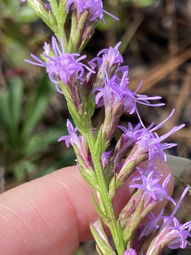 Liatris cokeri