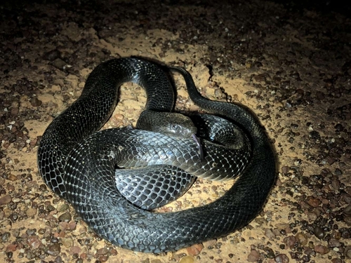 Blue-bellied Black Snake sighting