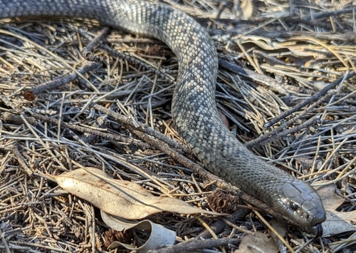 Blue-bellied Black Snake sighting