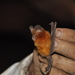 Dusky Roundleaf Bat - Photo (c) Owen Gale, all rights reserved