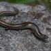 Southern Three-toed Earless Skink - Photo (c) Tom Frisby, all rights reserved, uploaded by Tom Frisby