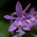 Epidendrum aberrans - Photo (c) Enrique Giron, όλα τα δικαιώματα διατηρούνται, uploaded by Enrique Giron