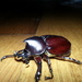 Darwin Rhinoceros Beetle - Photo (c) Owen Gale, all rights reserved