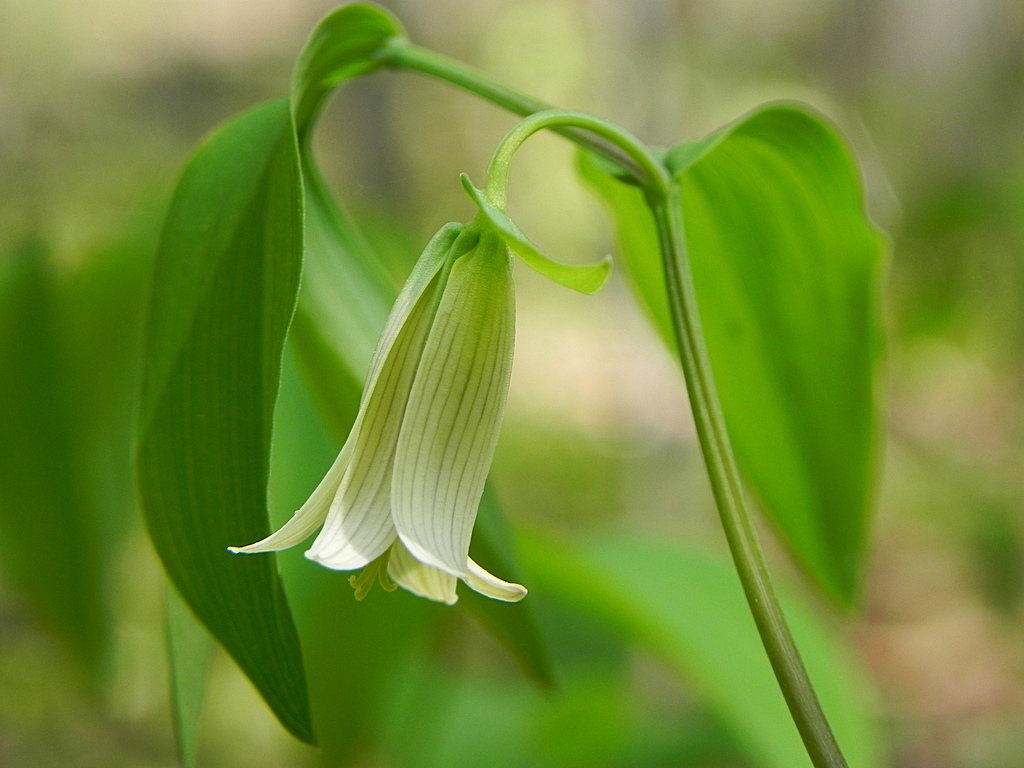 Uvularia Sessilifolia