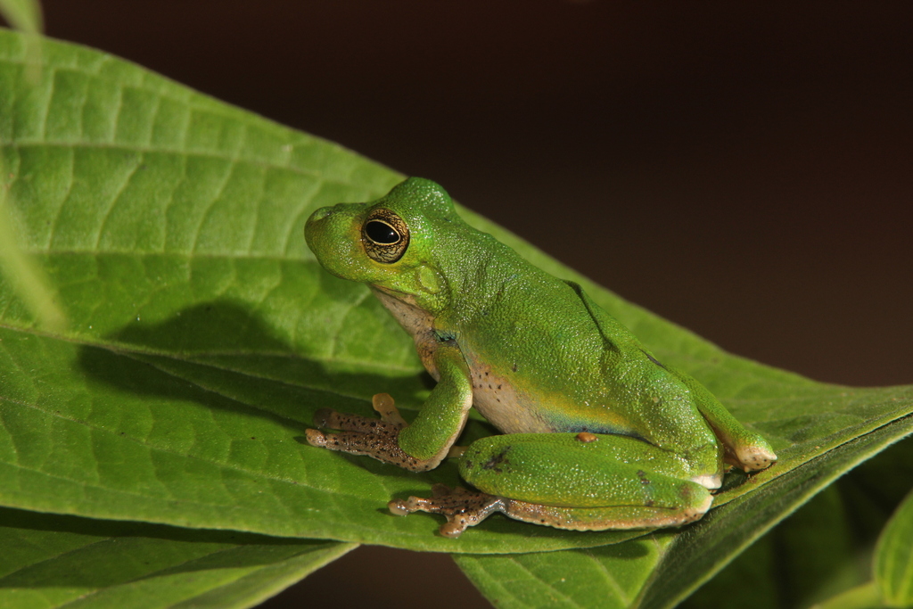 Moaif Tree Frog