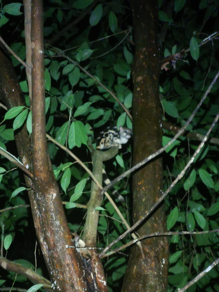 Banded Linsang from สวนผึ้ง ตำบล สวนผึ้ง อำเภอ สวนผึ้ง ราชบุรี 70180