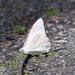 Appias albina - Photo (c) Mike Hooper, todos los derechos reservados, subido por Mike Hooper
