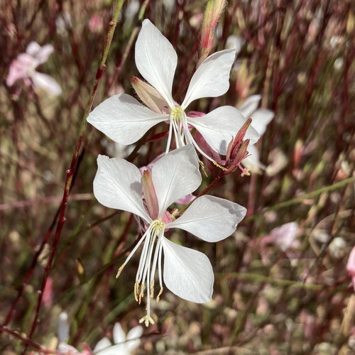Oenothera filiformis (Small) W.L.Wagner & Hoch