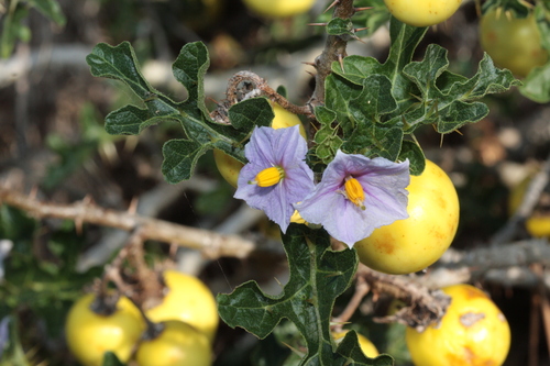 Yellow Bitter-apple