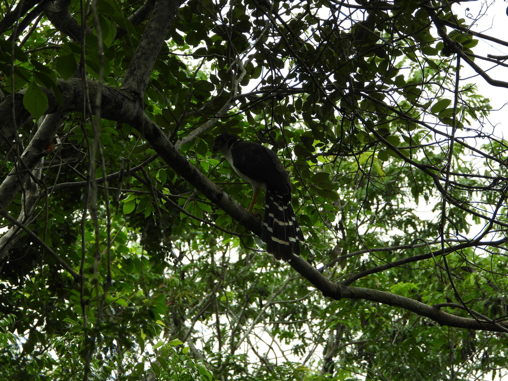 Collared Forest-Falcon from 97887 Labná, Yuc., México on October 8 ...