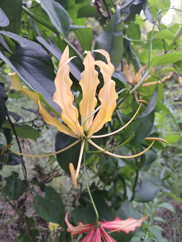 flame lily