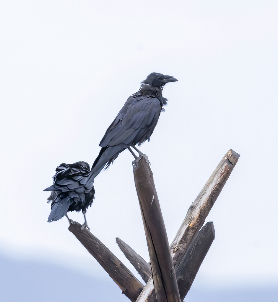 Chihuahuan Raven From 25978 Gral Cepeda, Coah. On October 5, 2023 At 08 