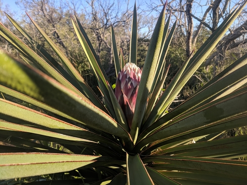 Spanish dagger