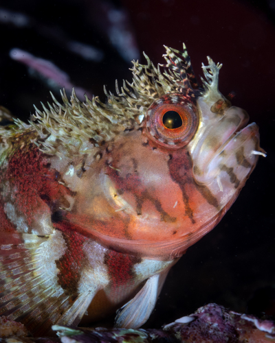 Mosshead Warbonnet