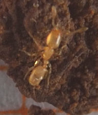 Solenopsis latro siculaSolenopsis latro sicula