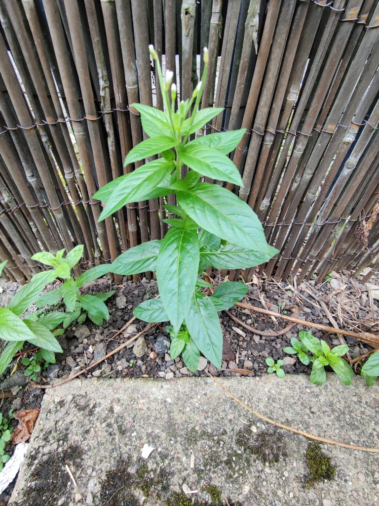 fringed willowherb from Manchester M11 3DR, UK on October 9, 2023 at 05 ...