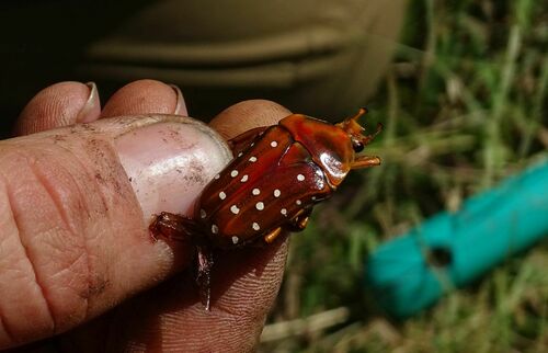 Stephanorrhina adelpha