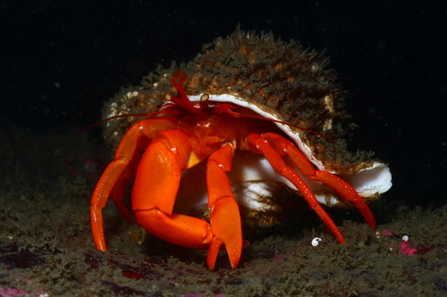 Elassochirus gilli