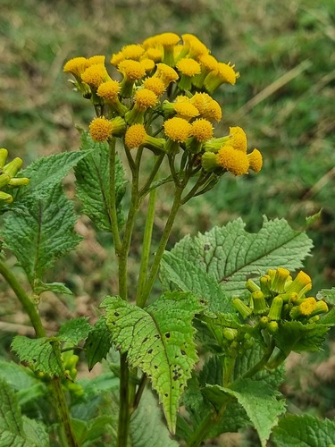 Crassocephalum montuosum