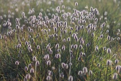 Foxtail grasses (Genus Alopecurus) · iNaturalist