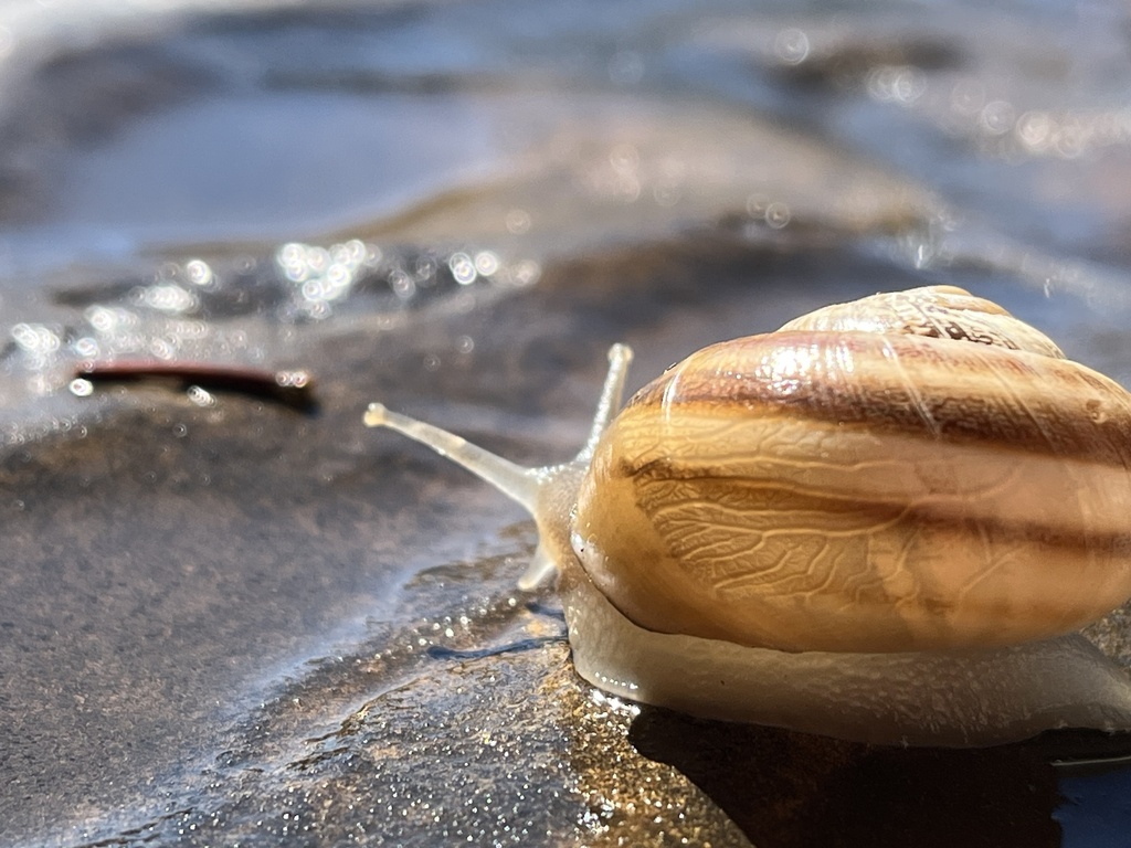 Milk Snail from Allerford Ct, Cedar Park, TX, US on October 8, 2023 at 1130 AM by Black*Star