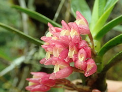 Image of Maxillaria nubigena