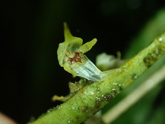 Image of Pleurothallis bicallosa