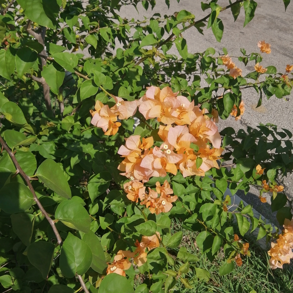 bougainvilleas from 97700, Sta Rita, 97702 Tizimín, Yuc., México on ...