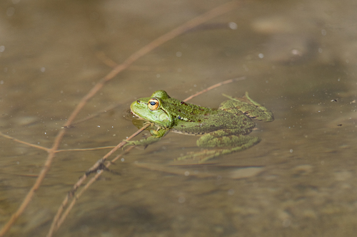 Sahara Frog
